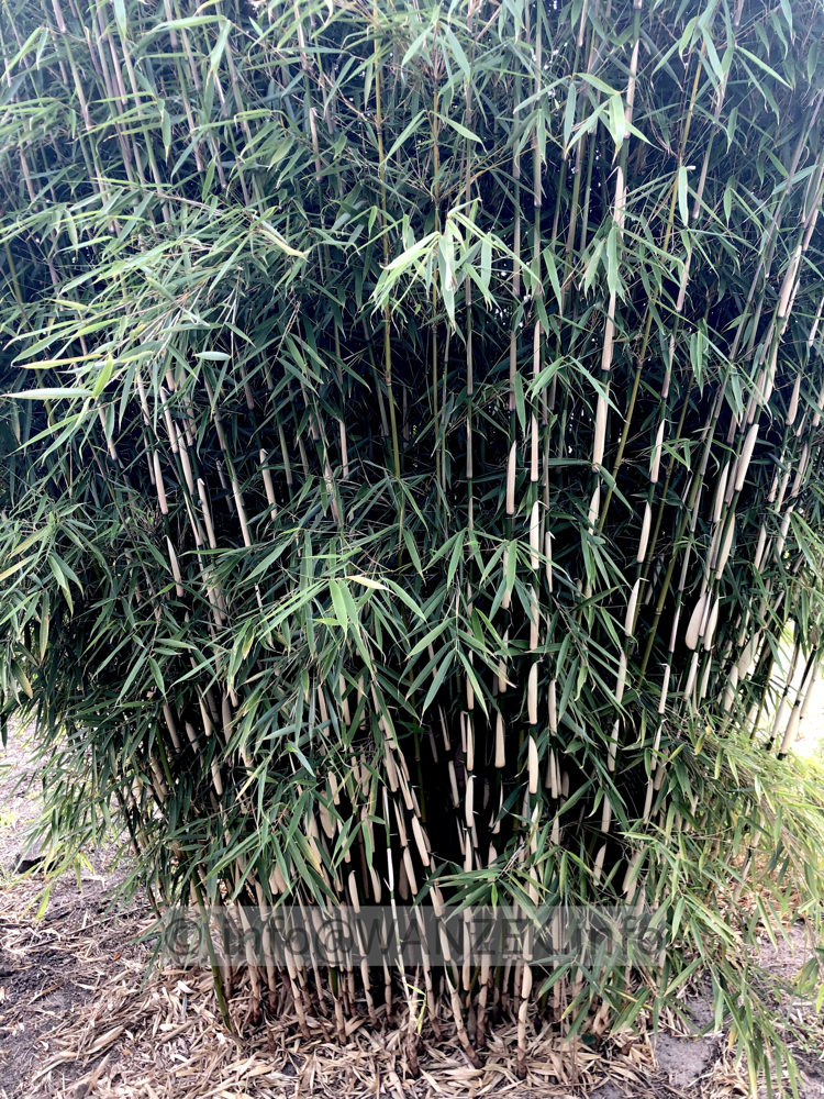 Fargesia robusta Campbell - 02.jpg